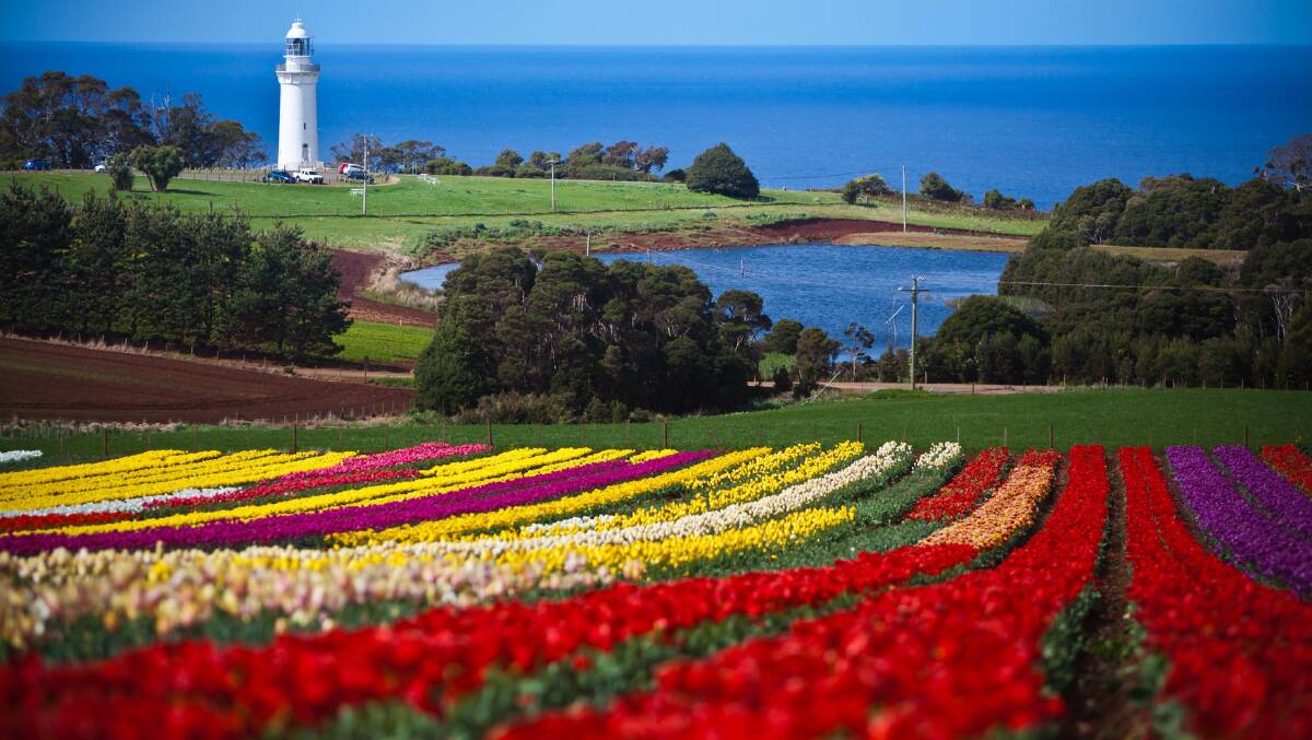 Tulips bring a spectacular dash of colour to north-west Tasmania’s Table Cape. 