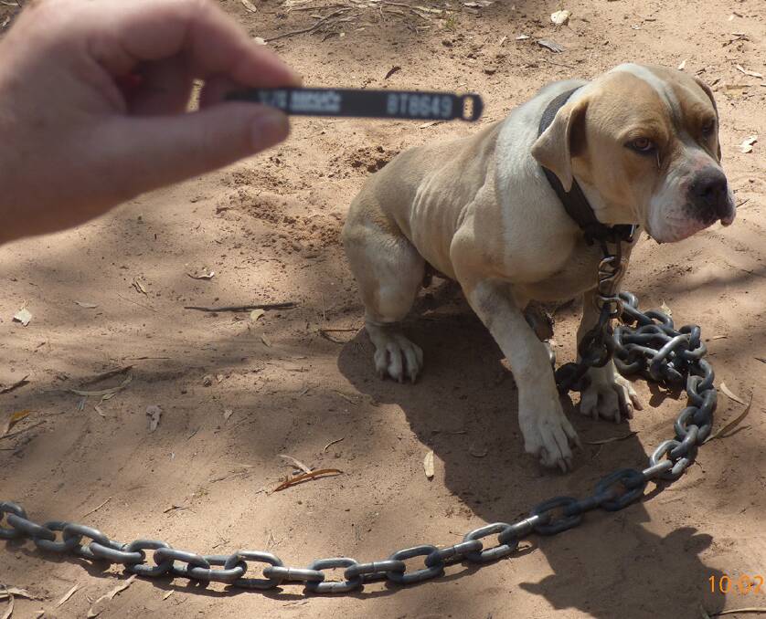 Property raided: Eighty-one dogs and puppies and 10 cats were seized at an alleged puppy farm near Yelarbon, on the NSW and Queensland border on Monday. Photo: RSPCA Queensland