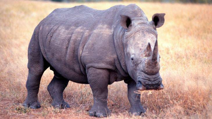 A rhinoceros in the wild. Photo: Greg Newington/AFR
