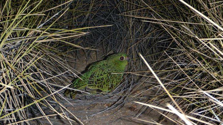 The night parrot in its usual habitat, a spinifex nest Photo: Justin McManus