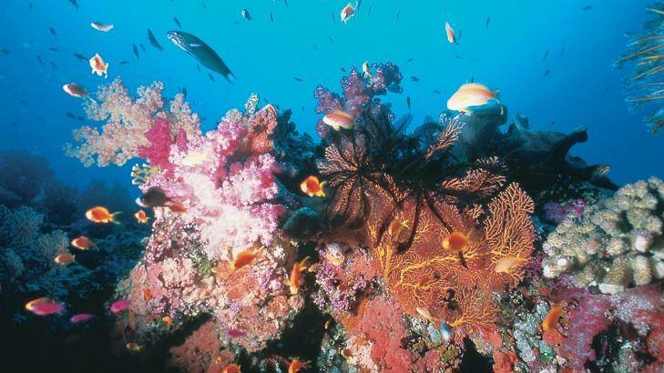 The vibrant marine life of the Yasawa Islands. Photo: Blue Lagoon Cruises