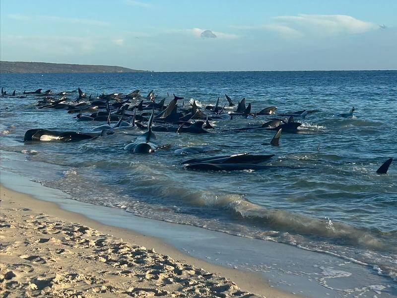 More than 150 pilot whales have beached themselves in southwest Western Australia. (Supplied/AAP PHOTOS)