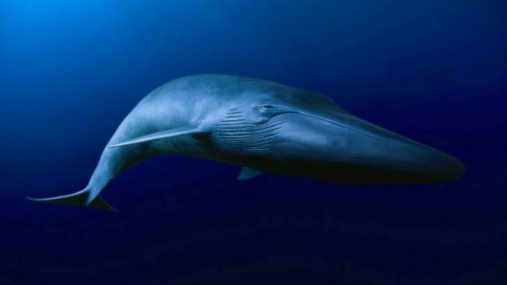 The blue whale is the biggest beast the world has ever seen. Photo: naturepl.com/David Fleetham/WWF