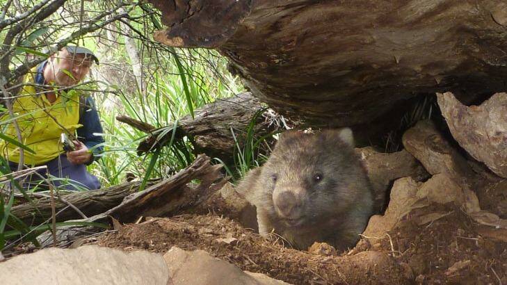 A wombat that escaped logging.  Photo: Supplied