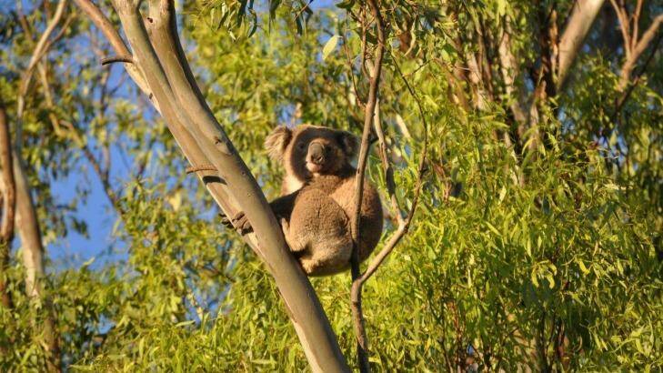 Upper Mooki Landcare is taking Shenhua miners and the NSW Planning Minister to court to protect koalas in the Liverpool Plains area. Photo: John Hamparsum