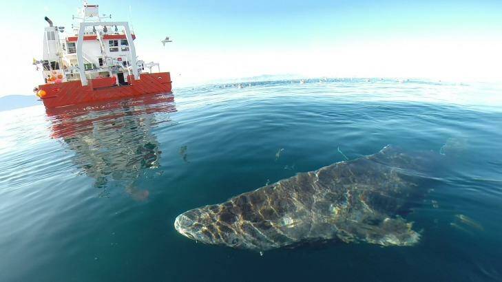 Greenland shark after it was released from a research vessel. Photo: Julius Nielsen