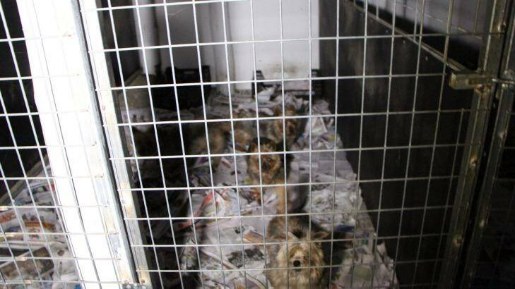 Puppies living in squalor at Frazer "puppy farm." October 19, 2014.  Photo: Debra Tranter