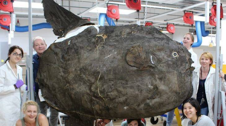 The conservation team that found a fragment of the Sydney Morning Herald from 1883, inside this sunfish. Photo: Natural History Museum, London