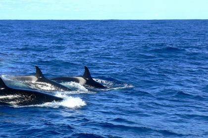 A pod of killer whales off the WA coast Photo: Lucy Murray