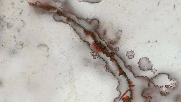 Filaments from the Canadian rocks that scientists say show structural evidence of early bacterial life. Photo: Nature/UCL