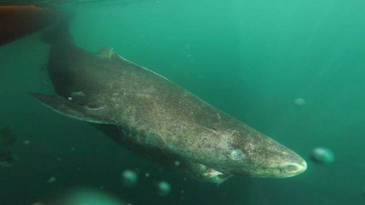 The world's longest living vertebrate is the Greenland shark, here seen returning to the cold waters of the Uummannaq Fjord, Greenland. Photo: Julius Nielsen