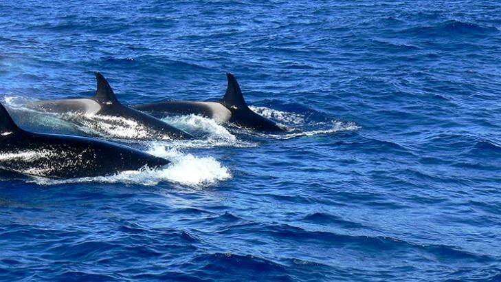 A pod of killer whales off the WA coast Photo: Lucy Murray