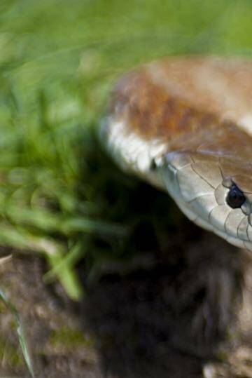 Tiger snakes are said to be in strong supply around Herdsman Lake.