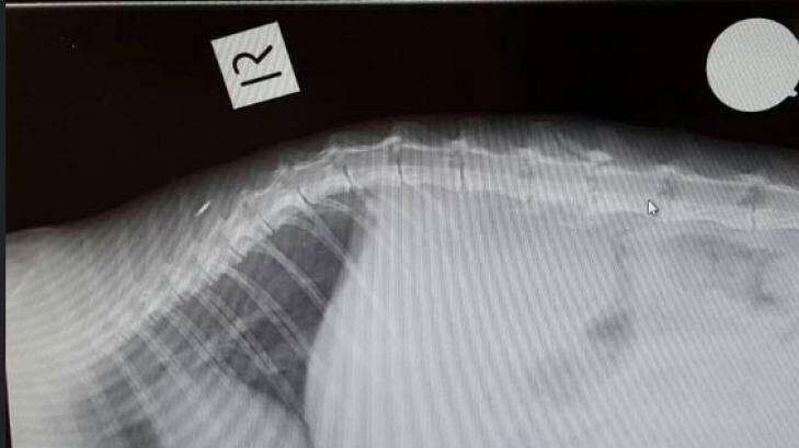 An X-ray of Princess the cat's injuries.  Photo: Sawyers Gully Animal Rscue