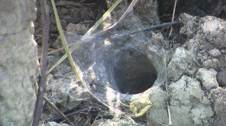 A tarantula burrow. 