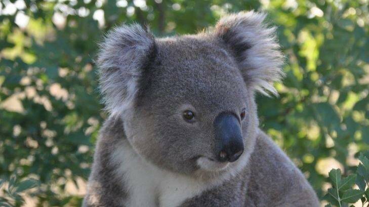 Koala habitat near Ballina won't stop an upgrade of the Pacific Highway. Photo: John Hamparsum
