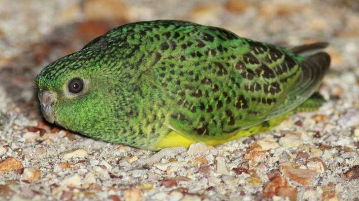 The night parrot is under threat from rising temperatures due to climate change. Photo: Steve Murphy