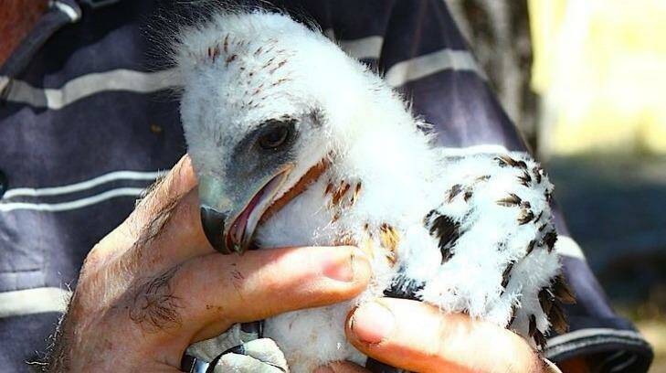 A colour-banded little eagle nestling from near Strathnairn.   Photo: Supplied