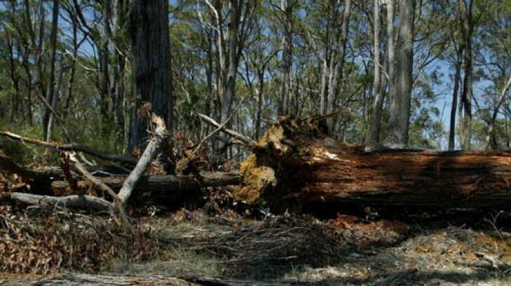 Biodiversity at risk: Land clearing in northern NSW. Photo: Jon Reid