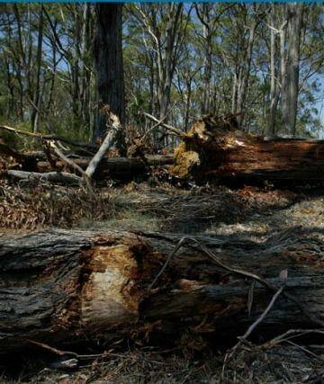 Biodiversity at risk: Land clearing in northern NSW. Photo: Jon Reid