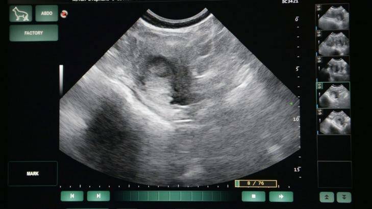 Melbourne Zoo released this ultrasound picture when it announced that Num-Oi was pregnant in November 2014. Photo: Wayne Taylor