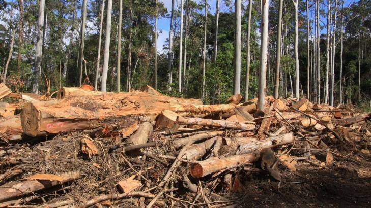 Logging in state native forests: a perennial battle. Photo: Supplied