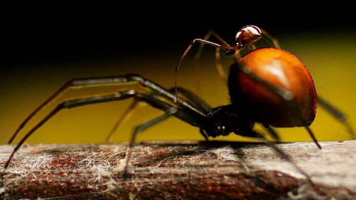 A male (top) redback spider climbs on the back of a female before mating at Taronga Zoo. Photo: Tim Wimborne