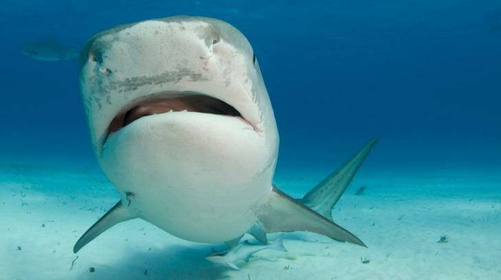Not just a scary face: sharks 'are smart and capable of complex interactions'. Photo: Melinda Houston