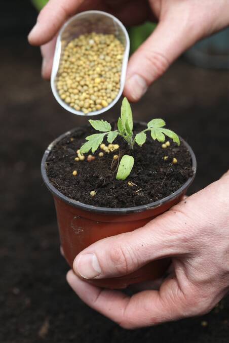 Fertilizing young plant Fertiliser, thinkstock
