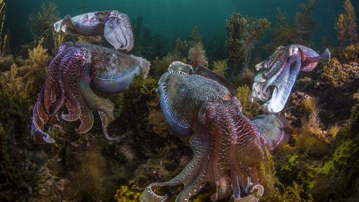 Giant Australian cuttlefish, Spencer Gulf, South Australia. Photo: Scott Portelli