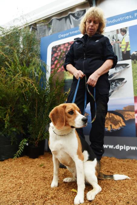 CELEBRITY: Buster the nine-month-old beagle with handler Rhonda Hall at Agfest. Picture: Scott Gelston.