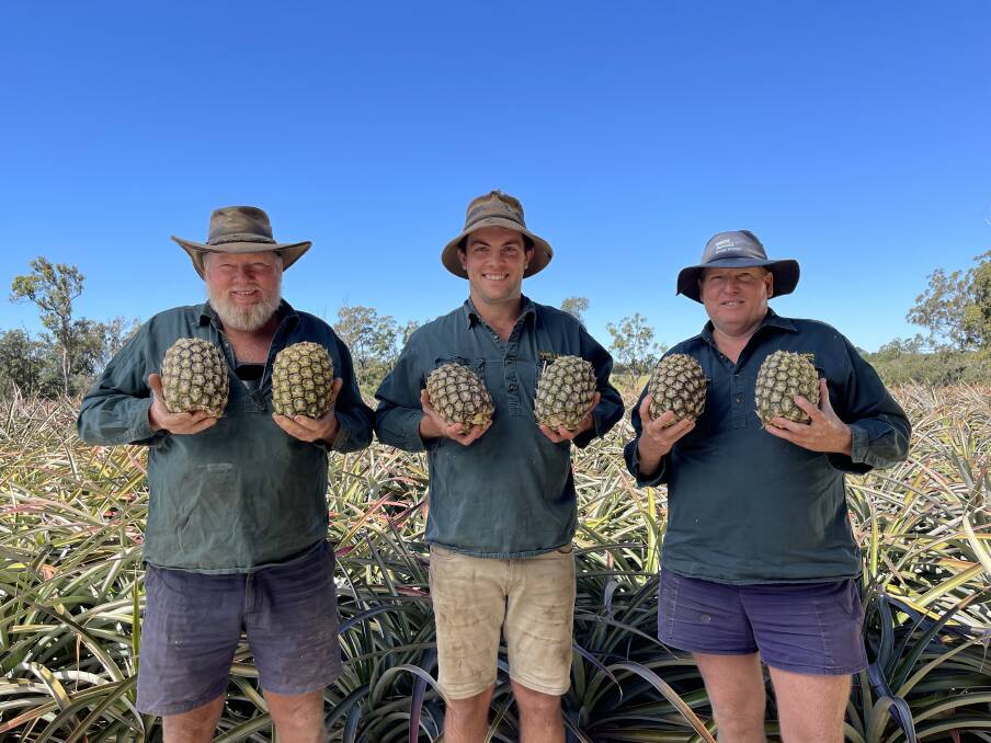 Sunshine Coast pineapple growers, Gordon Oakes, David Oakes, and Murray Oakes.