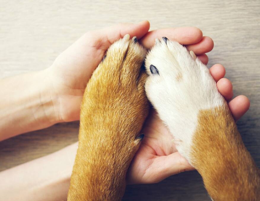 FAREWELL: As owners we need to plan for the end of a pet's life. Picture: Shutterstock