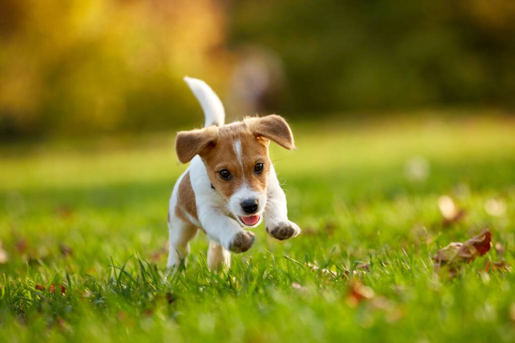 READY: Offering pups a range of experiences is part of their socialisation. Picture: Shutterstock