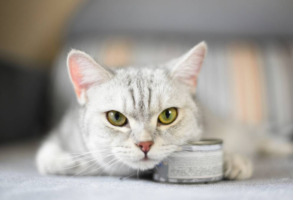 OBSESSED: An increased appetite is a symptom of hyperthyroidism in cats. Picture: Shutterstock