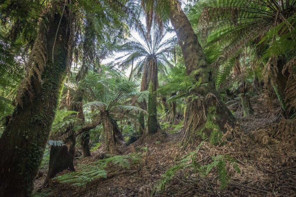 An extensive tree fern glade in an area of mixed rainforest in the Mutual Valley near Derby, which was planned for clearfelling this year, but has been removed from STT's schedule. Picture: Craig George