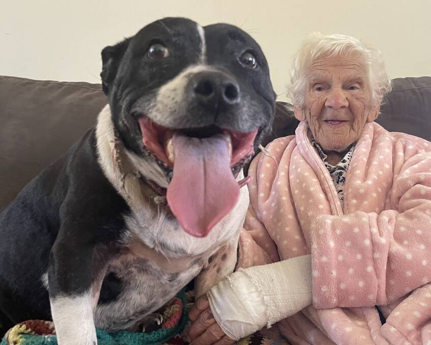 Little One, the Staffy, stayed by Beryl Brierley's side the day the fire took her home and the life of wolfhound, Stinky. Photo: Claudia Ferguson.
