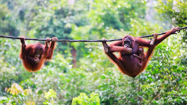 Mother orangutan hangs from a rope with her baby in the Sepilok Orangutan Rehabilitation Centre. Pic: BlueOrange Studio, Shutterstock