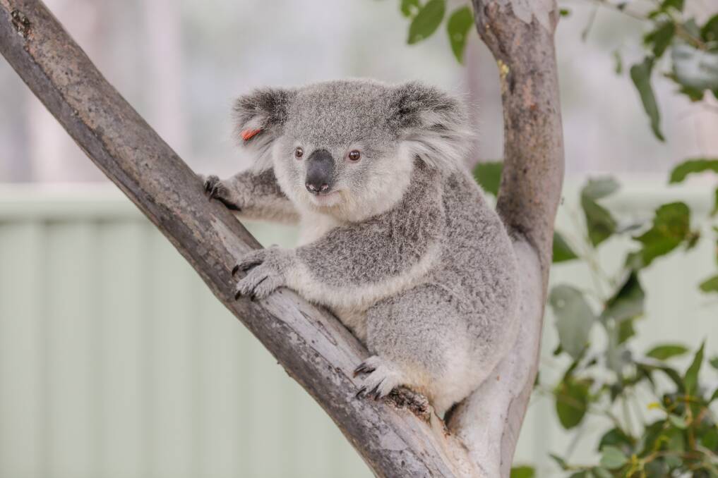 Learn more: Speakers will inform the public about local koalas efforts at a seminar next month.