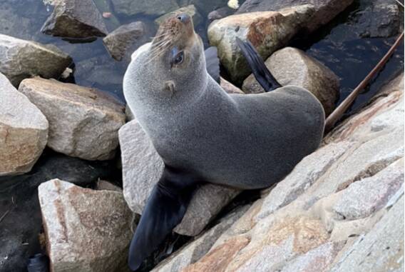 WATER DOG: This long-nosed fur seal, born in 1996 and still alive and well, is thought to be one of the oldest known member of its species. Picture: Supplied