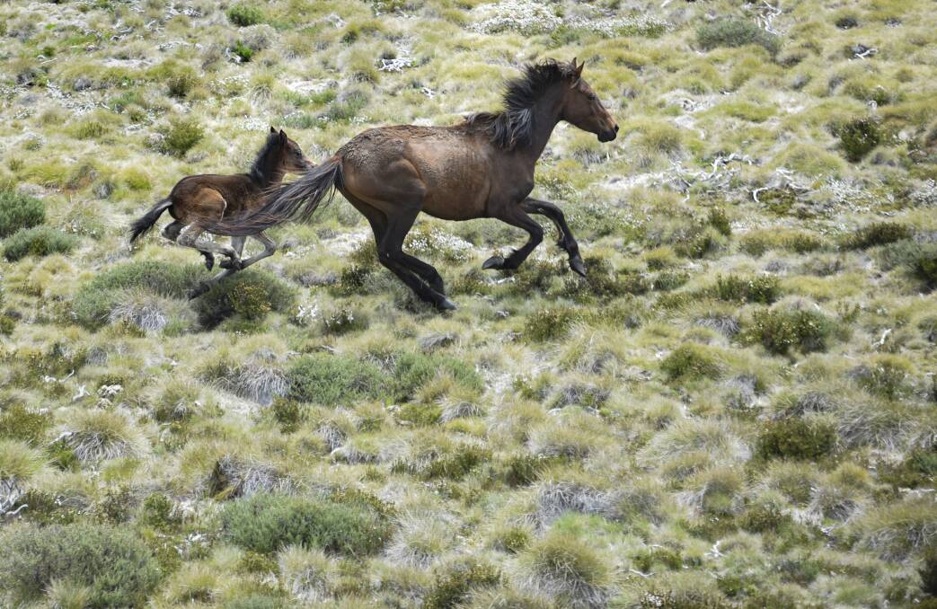 A mare and foal gallop through the Kosciuszko National Park, as numbers rapidly increase every year. Picture: Finbar O'Mallon