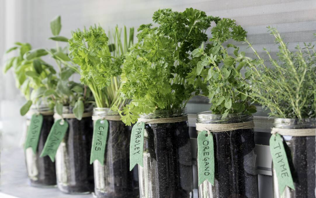 FRESH: To give you the best chance at success, select herbs that are in season. 