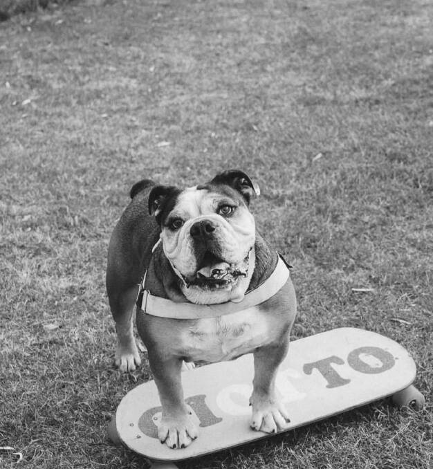Sutherland Shire's favourite skateboarding dog, Giotto. Picture Instagram