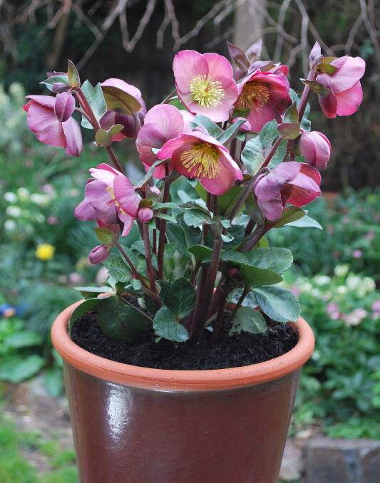 Feed hellebores every six weeks during periods of new foliage growth and flowering with an organic soil improver and plant fertiliser. Photo: PGA