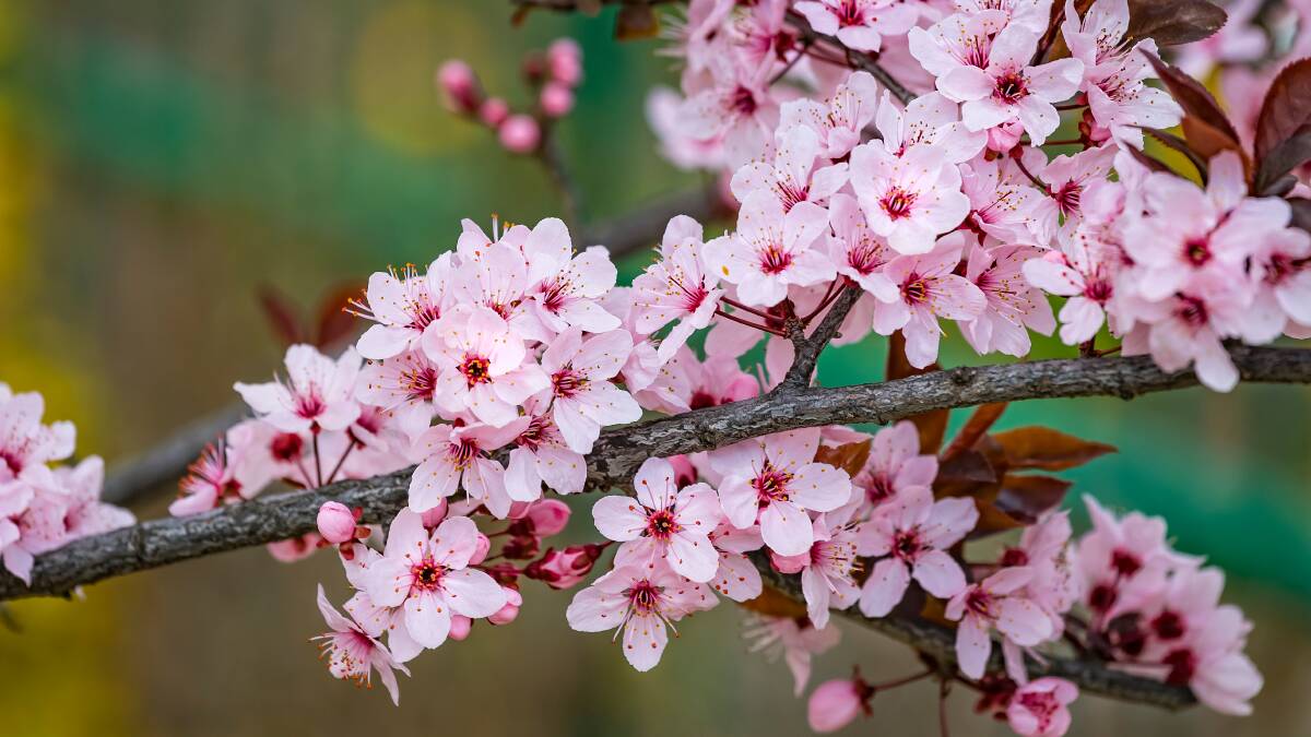 The prunus cerasifera spring blossoms in bloom. Picture: Shutterstock.