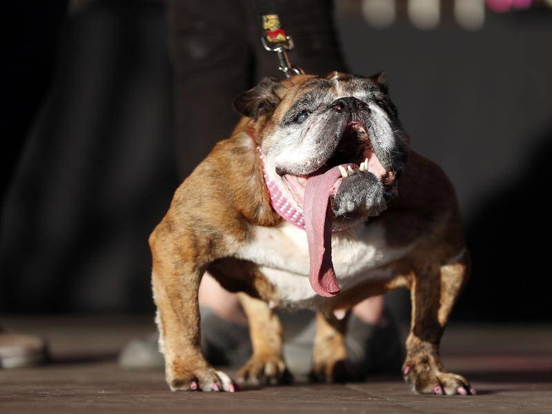 Zsa Zsa the English Bulldog has died weeks after winning the 2018 Worlds Ugliest Dog Contest.