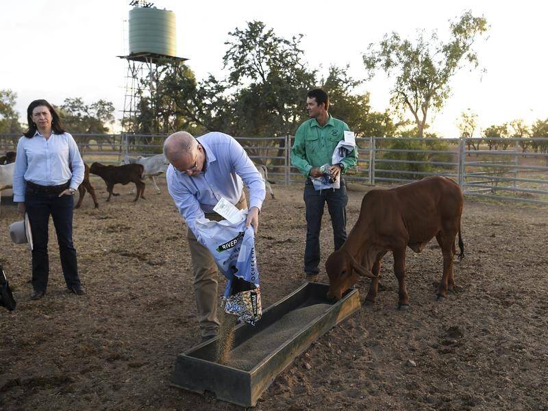 Scott Morrison says state governments are directly responsible for animal welfare during the drought