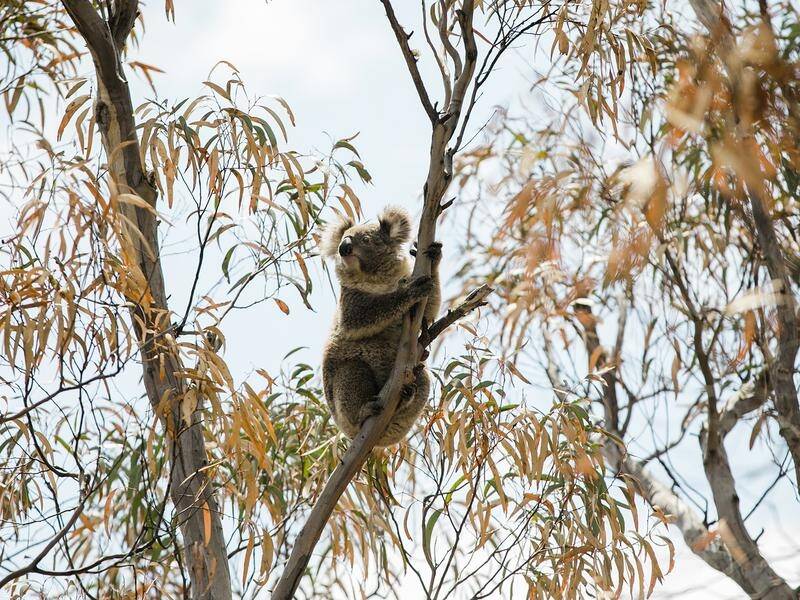 The NSW government has unveiled a draft plan to protect koala populations in Sydney outskirts.