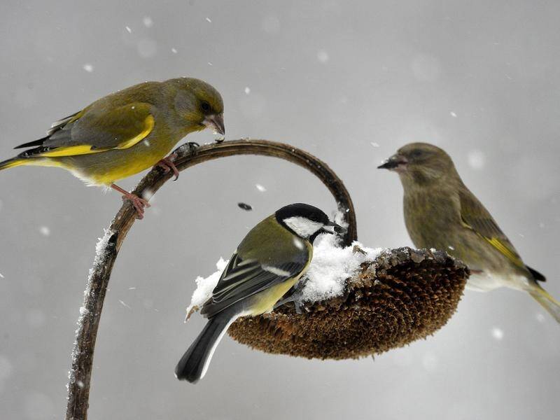 Birds like great tits (C) can learn food choices by watching other birds.