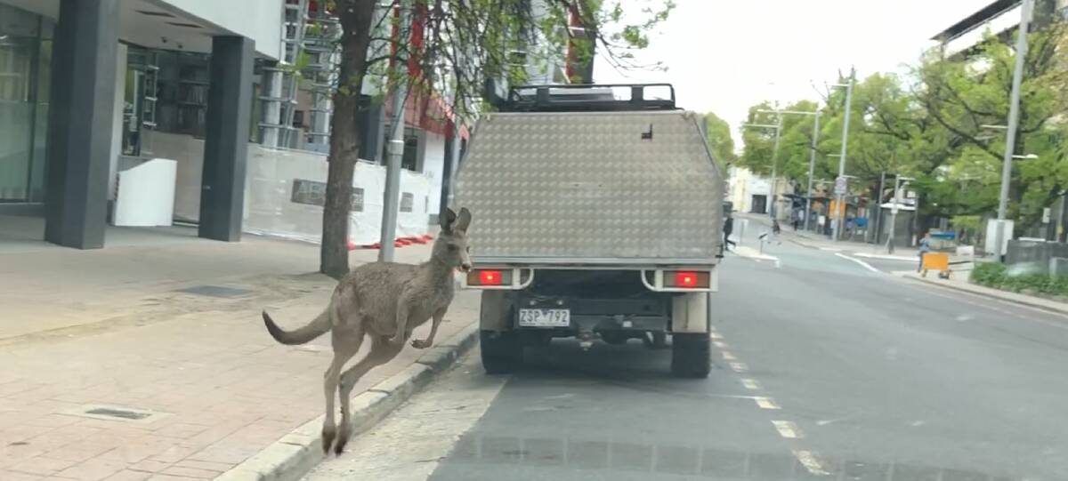 ROO TURN: The kangaroo hops down Mort Street in the Canberra CBD. Picture: Allison Lubransky-Moy
